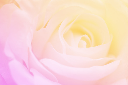 Soft focus abstract blur rose flower in sweet color pink and yellow for background.