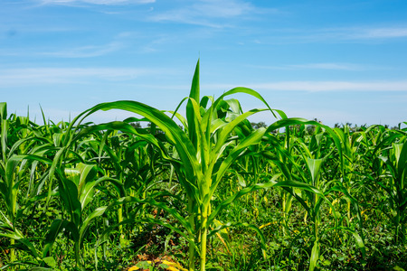 Young corn in the farm in Thailand.