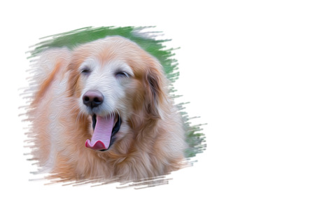 Digital painting of yawning golden retriever dog in the park. Animal background.の写真素材