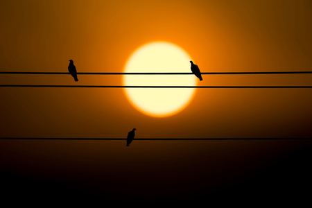 Silhouette three pigeons are resting on electric wire and sunset in background.の写真素材
