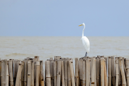 White egret standing on bamboo bridge in the sea.の写真素材