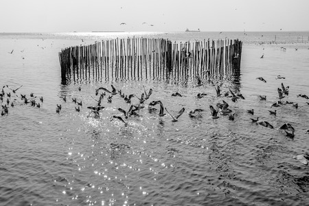 Dramatic black and white seagull flying from the sea and sunlight shining and reflecting on the water surface.の写真素材