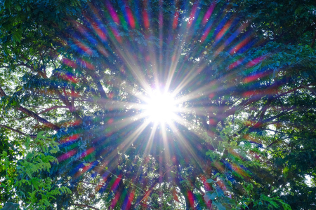 Sunlight beam shining through the tree branches in summer day for background.の写真素材