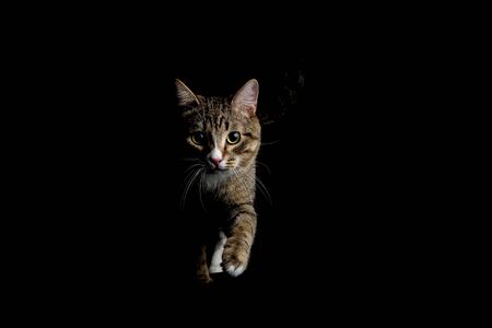 Studio shot of an adorable gray and brown tabby cat going on black background isolated
