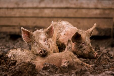 African swine fever virus, ASFV. Two pigs in the mud next to a sick pigの写真素材