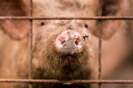 African swine fever virus, ASFV. One pig in a cageの写真素材