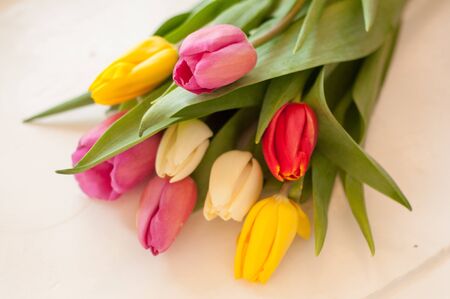 Spring pink tulips on a white background