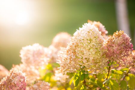 Hydrangea arborescens in the back garden of the houseの写真素材
