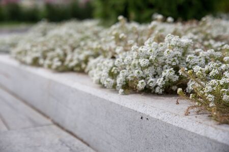 Arabis arborescens in the back garden of the house. Gardening and flower careの写真素材