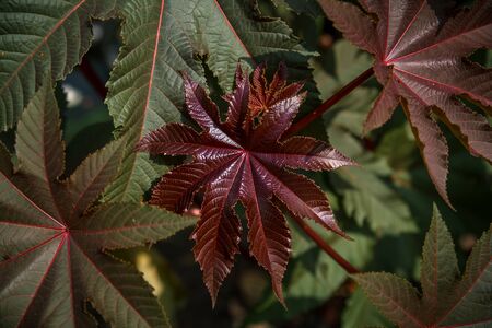 Ricinus communis in the garden behind the house. Gardening and flower care