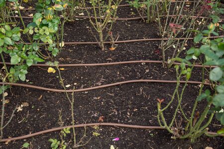 Irrigation system for flowers or vegetables in a garden, Park, or farm