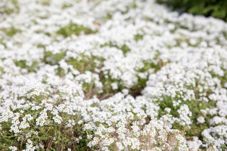 Arabis arborescens in the back garden of the houseの写真素材