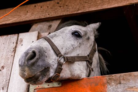 White horse in a pen in the stable on a farm. Raising cattle on a ranch, pasture. Concept of agriculture, farming and animal husbandryの写真素材