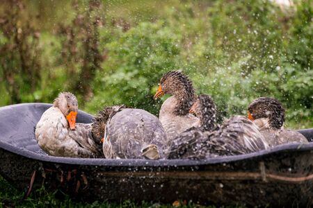 Gray goose swimming in the water in a pen in the stable on a farm. Raising cattle on a ranch, pastureの写真素材