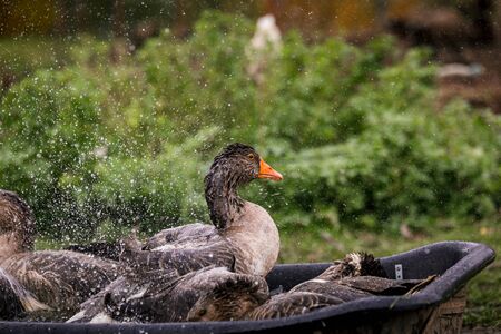 Gray goose swimming in the water in a pen in the stable on a farm. Raising cattle on a ranch, pastureの写真素材
