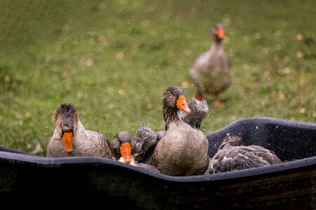 Gray goose swimming in the water in a pen in the stable on a farm. Raising cattle on a ranch,...