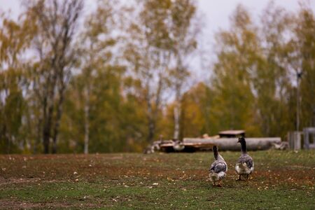 Gray goose in a pen in the stable on a farm. Raising cattle on a ranch, pasture. Concept of...