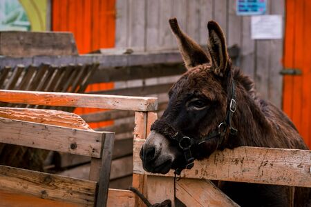 Brown donkey in a meadow on a farm. Raising cattle on a ranch, pastureの写真素材