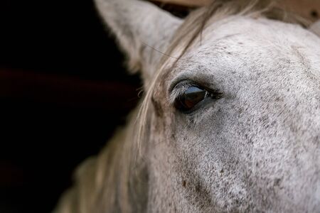 White horse eye close up in a pen behind a fence in a meadow on a farm. Raising cattle on a ranch, pasture. Concept of agriculture, farming and animal husbandryの写真素材