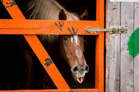 Funny brown horse shows the language close up in a pen behind a fence in a meadow on a farmの写真素材