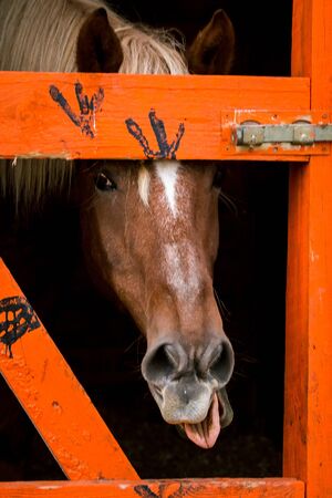 Funny brown horse shows the language close up in a pen behind a fence in a meadow on a farm. Raising cattle on a ranch, pasture. Concept of agriculture, farming and animal husbandryの写真素材