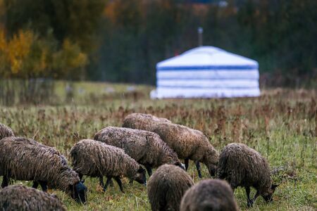 Sheep white with a black head in a pen in the stable on a farm. Raising cattle on a ranch, pasture....