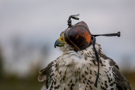 The concept of falconry. Head cap, hood. Beautiful Falcon on a perch. Close up. On the background of...