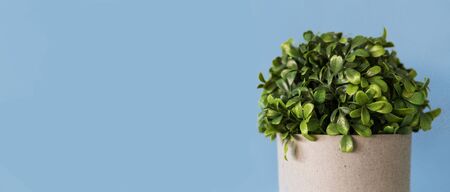 Green houseplant in a grey concrete pot on a blue background. Close up. Space for text, copy spaceの写真素材
