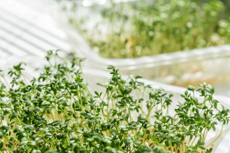 Sprouted seeds on cotton wool or wet paper. Micro greens grown at home in a plastic container on windowの写真素材