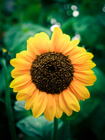 sunflowerの写真素材