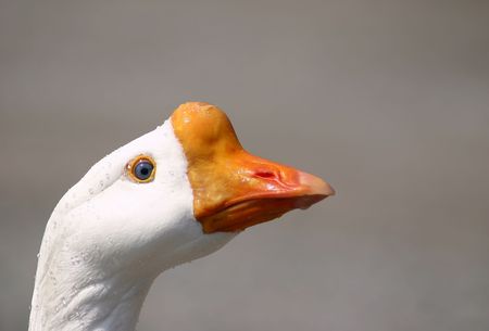 A white goose portrait close upの写真素材