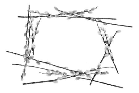 rounded border of pussy willow branches lined upの写真素材