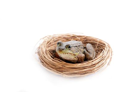 small green frog sitting in a wicker nest over whiteの写真素材