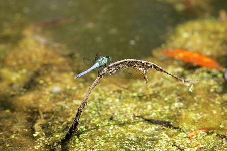 a blue dragonfly sitting on a stick in the marshの写真素材