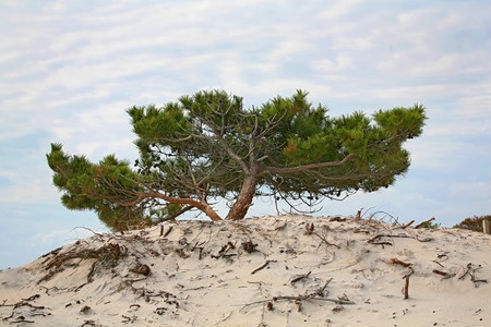 high definiton tree portrait sitting on a sandy hill at the beachの写真素材