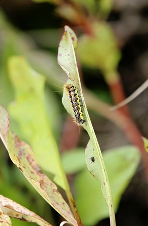 close up photo of a black and yellow caterpiller climbing on a plant