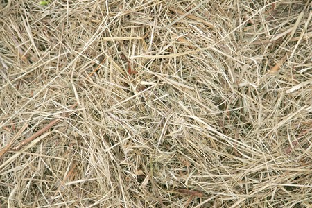 background wallpaper texture of hay close upの写真素材