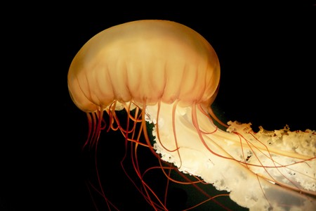 one giant orange and yellow jellyfish swimming with tentacles following underwaterの写真素材