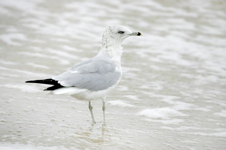one young gull sitting on the beach in front of the ocean