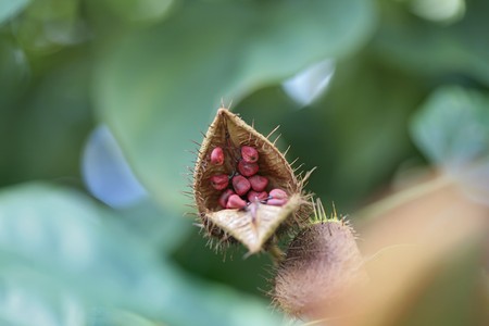 a large plant bud with red seeds insideの写真素材