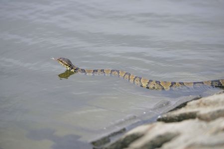 one water moccasin slithering on the walks near waterの写真素材