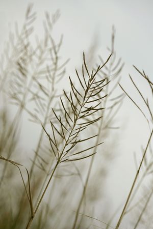 closeup of flowering plants near a lakeの写真素材