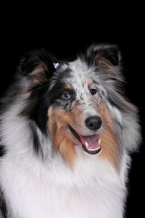 one pretty multicolored Sheltie dog over a black backgroundの写真素材