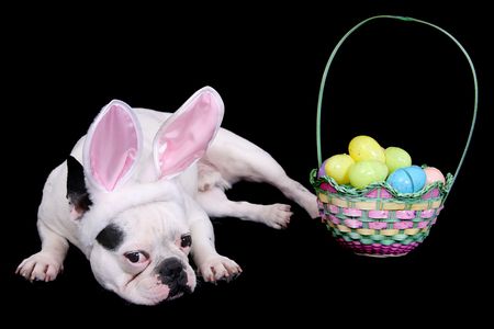 funny looking easter bulldog with rabbit ears costume and egg basket over blackの写真素材