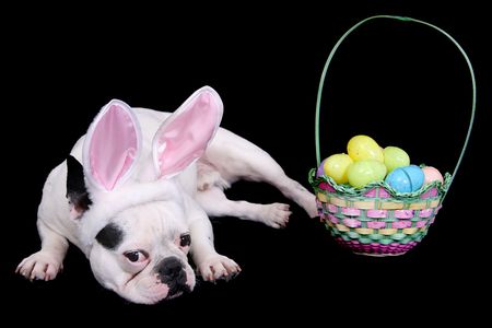 funny looking easter bulldog with rabbit ears costume and egg basket over blackの素材 [FY3104908894]