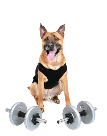one young workout dog with weights over whiteの写真素材