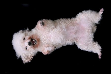 one cute white dog ready for tickles smiling isolated on a black backgroundの写真素材