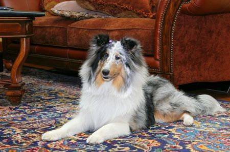 Pretty black and white Sheltie  laying on a pretty Persian rug in a livingroomの写真素材