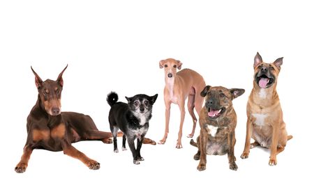 five different breed dogs sitting, standing or laying on a white backgroundの写真素材