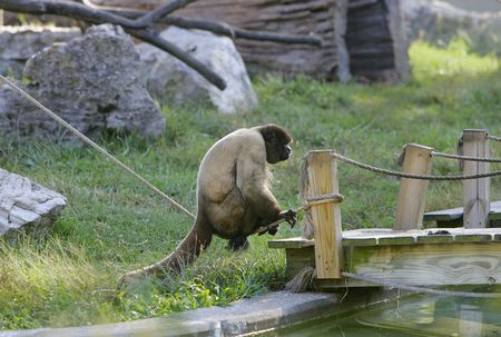 one single woolly monkey sitting alone on a rope outdoors near a bridge